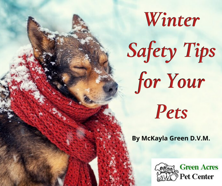 Winter Safety Tips For Your Pets – Green Acres Pet Center